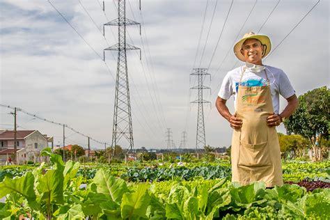 Hortas Urbanas Sob Linhas Da Copel Produzem Org Nicos E Impactam Na