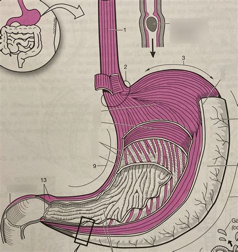 Stomach Diagram | Quizlet