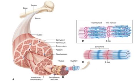 Lesson 25 Muscle Contraction Flashcards Quizlet