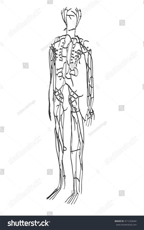 2d Cartoon Illustration Lymphatic System Stock Illustration 411233644 ...