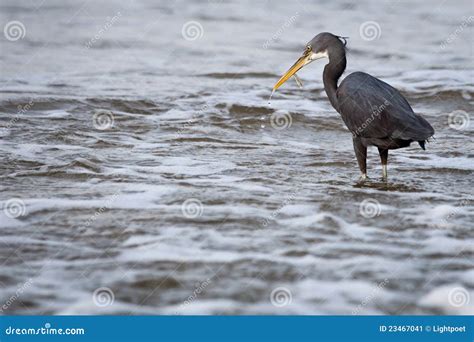 Western Reef Heron Stock Image Image Of Flight Climate 23467041