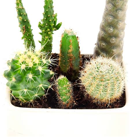 Cactus Arrangement - Etsy