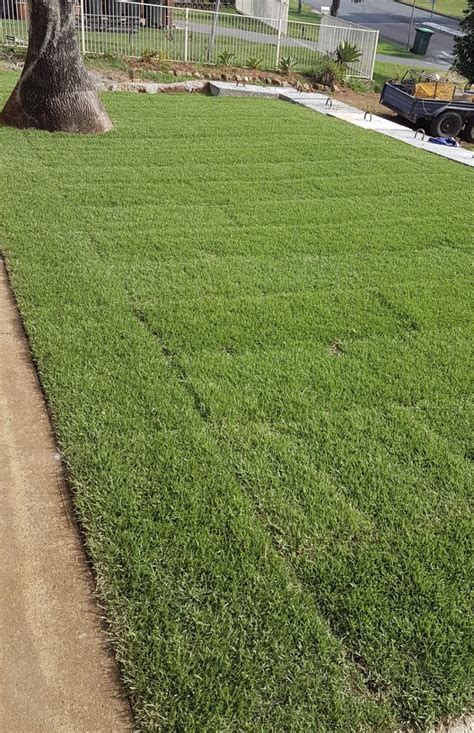 ‘empire Zoysia Grass Coastal Turf