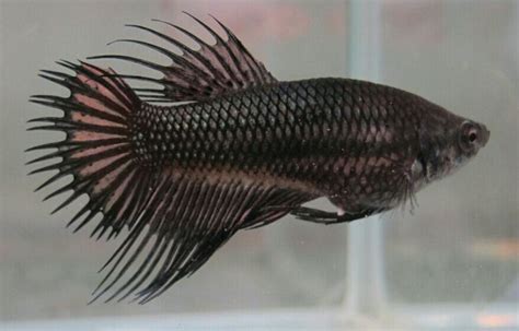 King Crowntail Female Or Should I Say Queen Crowntail Betta