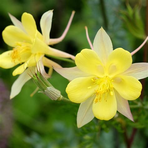 The Definitive Guide To Understanding Columbine Pictures Image 2