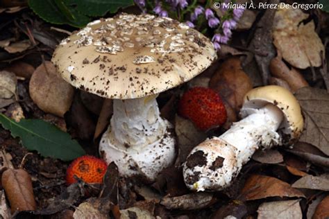 Amanita Pantherina Var Mediterranea M P Rez De Gregorio