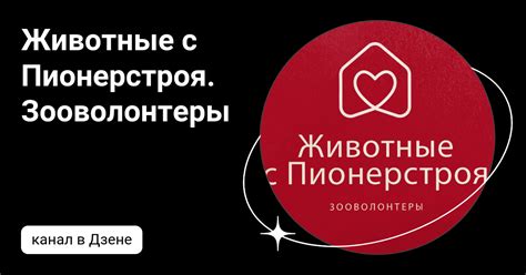 Животные с Пионерстроя. Зооволонтеры | Дзен