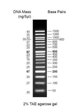 100 bp DNA Ladder ab286888 アブカム