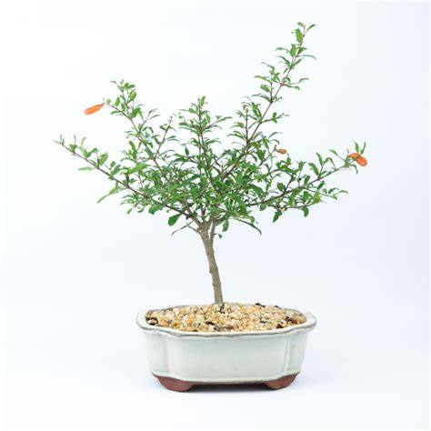 Dwarf Pomegranate Bonsai - Elemental Bonsai Nursery