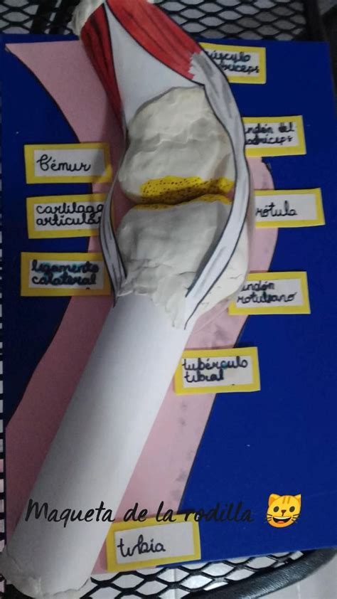 Maqueta De La Rodilla Rodillas Maquetas Estudio