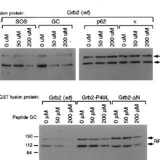 A Using Immobilized Wt Grb Protein Different Concentrations Of Sh