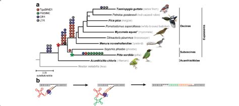 Emergence And Timing Of Cr1 Mobilized Sine Activity During Early