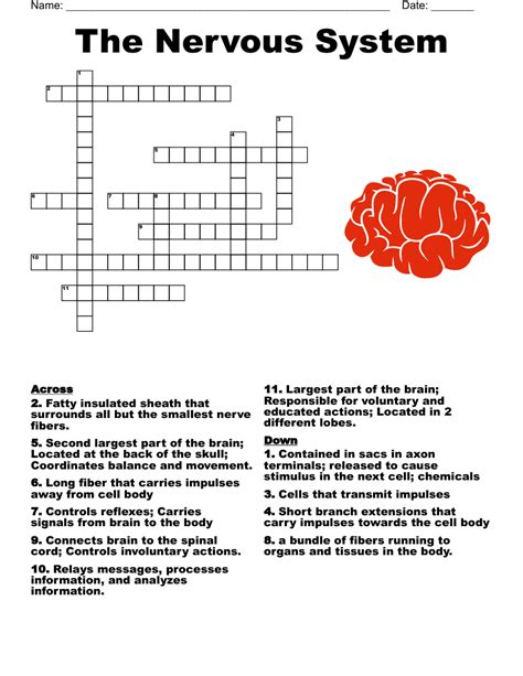 Nervous System Worksheets With Answers