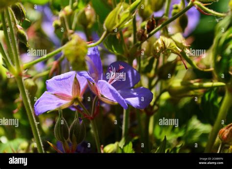 Cranesbills Group Of Flowers Geranium Rozanne In Bloom Stock Photo Alamy