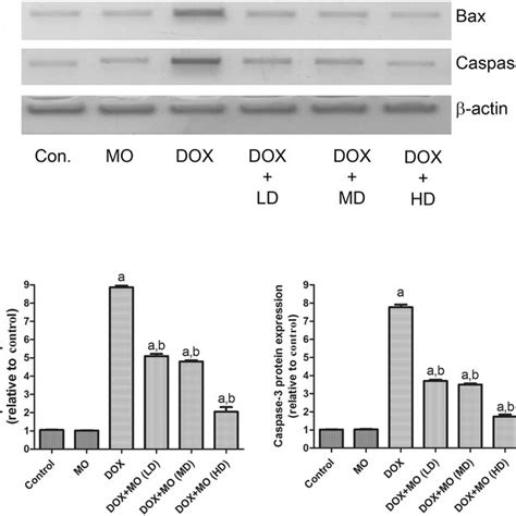 Mo Blocks Dox Induced Apoptosis Ros Formation And Necrosis And Down