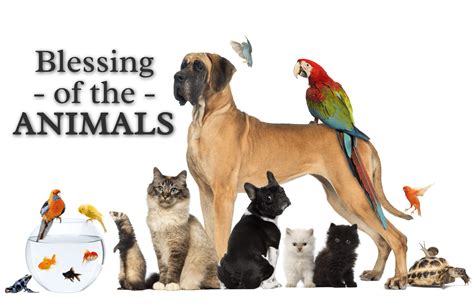 Blessing of the Animals | Sacred Heart Catholic Church of Pinellas Park