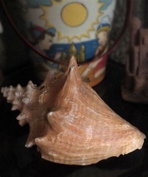 Vintage 7 Inch Conch Shell For Coastal Beach Decor Etsy Coastal