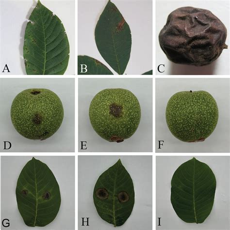 Anthracnose Symptoms On Walnut Fruits And Leaves Caused By C Peakense