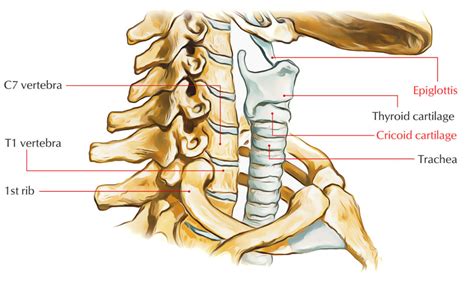 Thyroid Cartilage – Earth's Lab