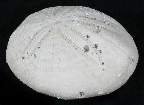 Fossil Sea Urchin (Eupatagus) - Florida For Sale (#28782) - FossilEra.com