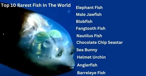 Top 10 Rarest Fish In The World The Best Guide