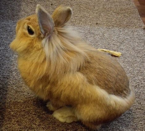 Is Lionhead Rabbit Shedding Normal?