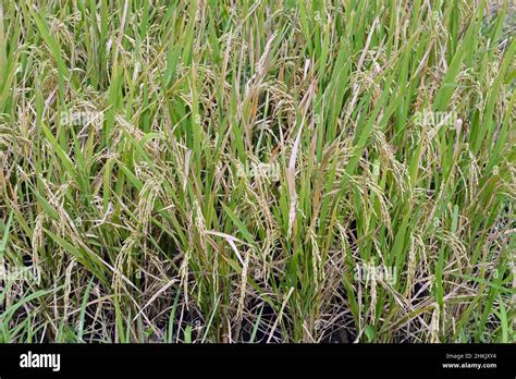 Rice Field Mature Rice Plants Hi Res Stock Photography And Images Alamy