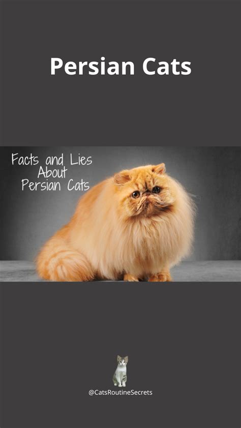 Facts And Lies About Persian Cats Artofit