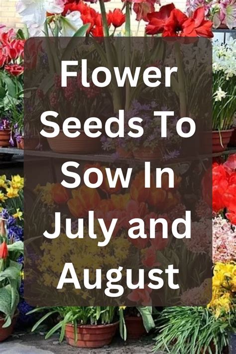 Flower Seeds To Sow In July And August Flower Seeds Planting Flowers