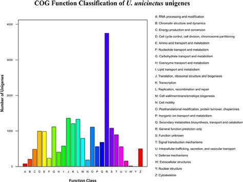 Histogram Presentation Of Clusters Of Orthologous Group COG