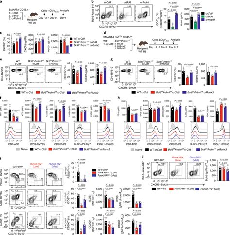 Identification Of Runx2 Runx3 And Gata 3 As Repressors Of Tfh Genes Download Scientific