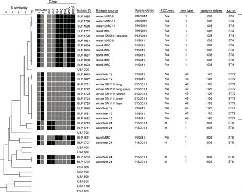 Pfge Based Dendrogram Genetic Profiles And Sample Sources Of Mrsa