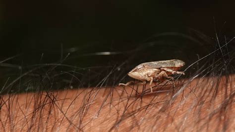 Meadow Spittlebug From Wx Gj Nh Sasunavghar Maharashtra