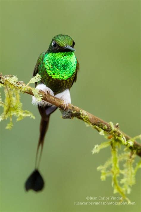 4583 best Hummingbirds images on Pinterest