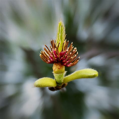 Free Images Flower Petal Terrestrial Plant Flowering Plant