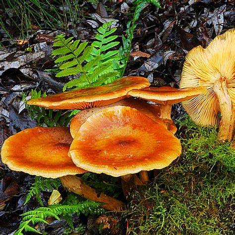 Honey Mushroom (Armillaria nabsnona) | themyceliumemporium