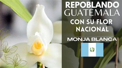 Repoblando Guatemala Con Su Orquidea Nacional La Famosa Monja Blanca O