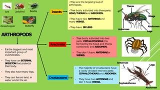 Unit 1-invertebrates summary-converted | PPT