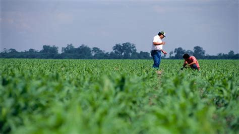 Plant forage sorghum to supplement diminished hay supplies