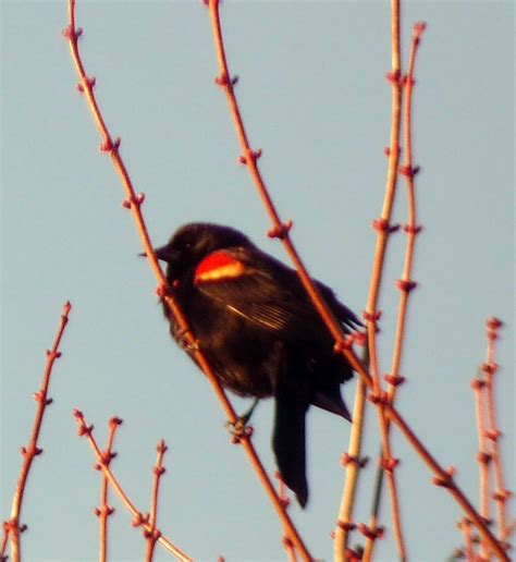 The Greenbelt March Birds