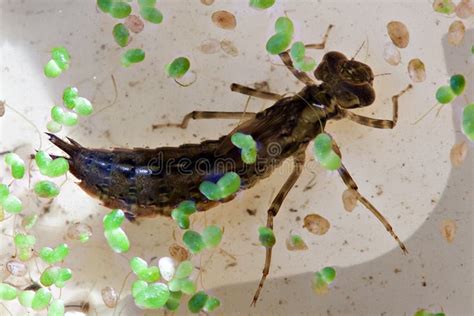 Damselfly Larvae Water Insect Dragonfly Stock Image Image Of Wild