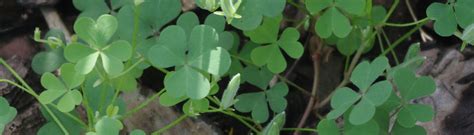 Weed Of The Month Woodsorrel Uf Ifas Entomology And Nematology Department