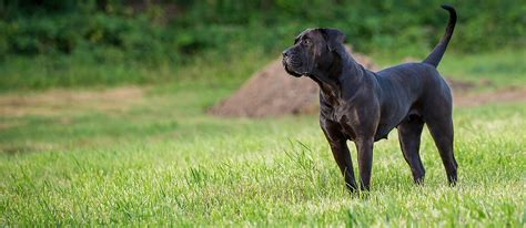 Presa Canario: Breed Facts & Temperament | Pet Side