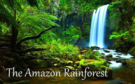 Buy An Acre Of Rainforest: Heterotrophs In The Tropical Rainforest