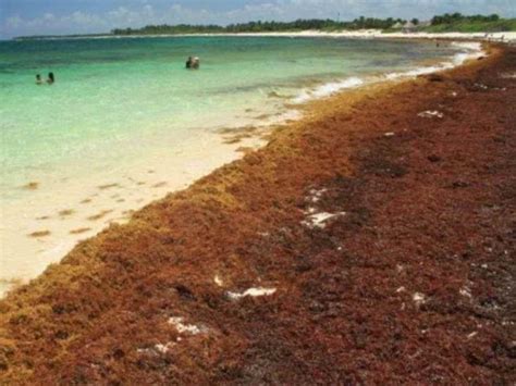 Recolectan M S De Mil Toneladas De Sargazo En Quintana Roo