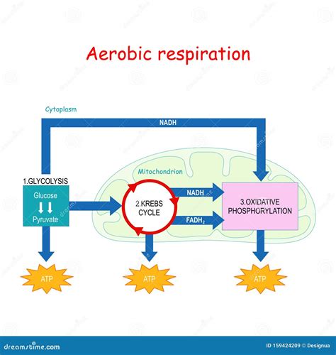 Aerobic Respiration And Krebs Cycle In Mitochondrion Stock Vector