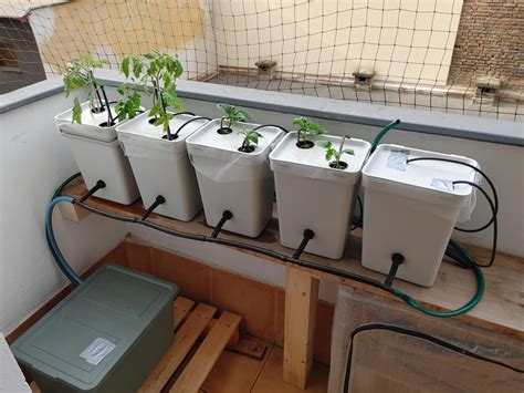 Dutch bucket system : r/Hydroponics