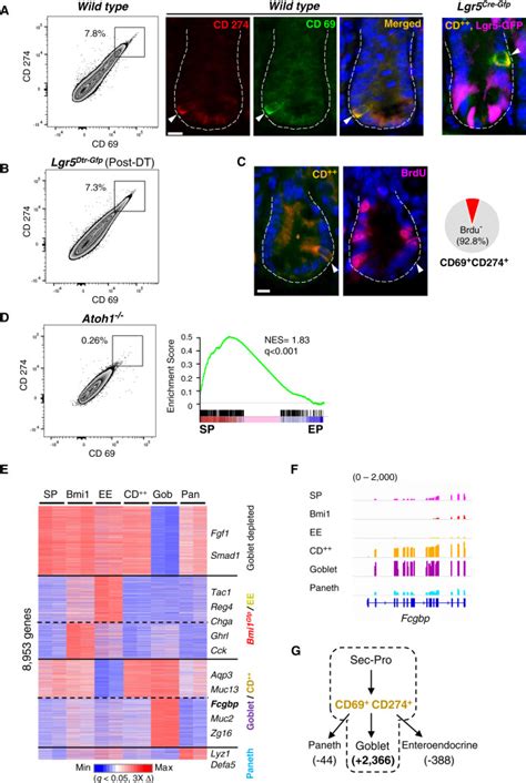 Dynamic Reorganization Of Chromatin Accessibility Signatures During