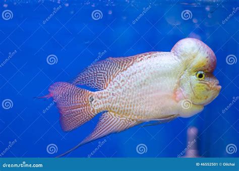 Flowerhorn Cichlid fish stock image. Image of climate - 46552501