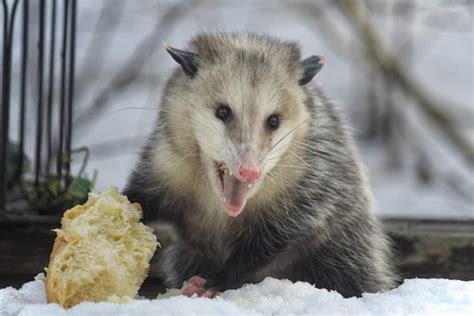 How To Get Rid Of Possums Fast Easy Guide